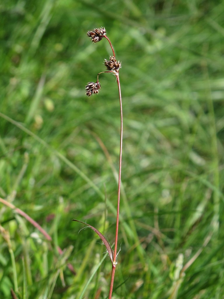 Luzula campestris